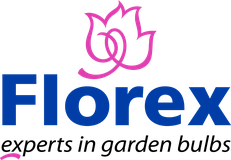 Florex